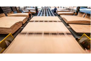 Как делают фанеру